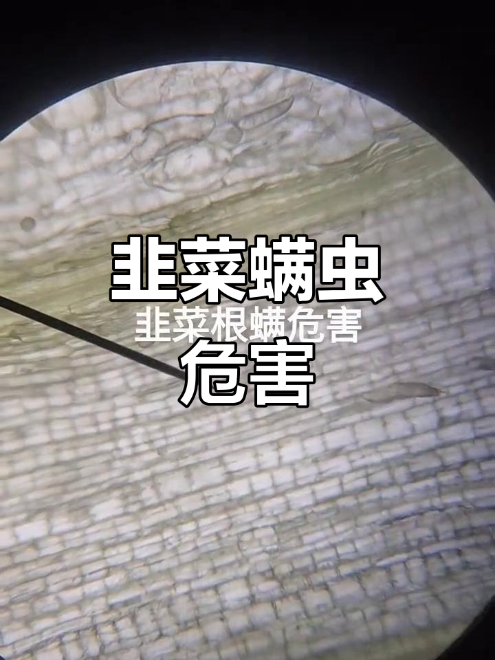 韭菜螨虫侵害,叶片黄化、产量下降,严重时整株枯死!