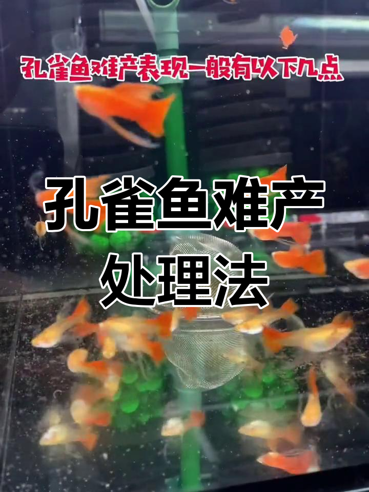 孔雀鱼难产怎么办?有效应对技巧