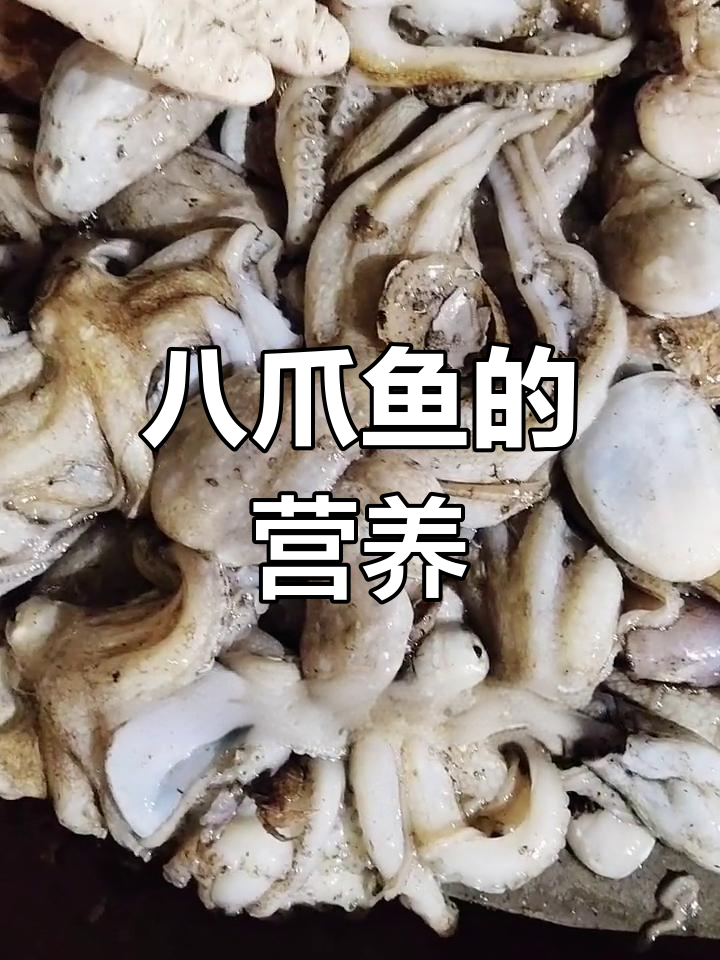 八爪鱼的营养价值解析