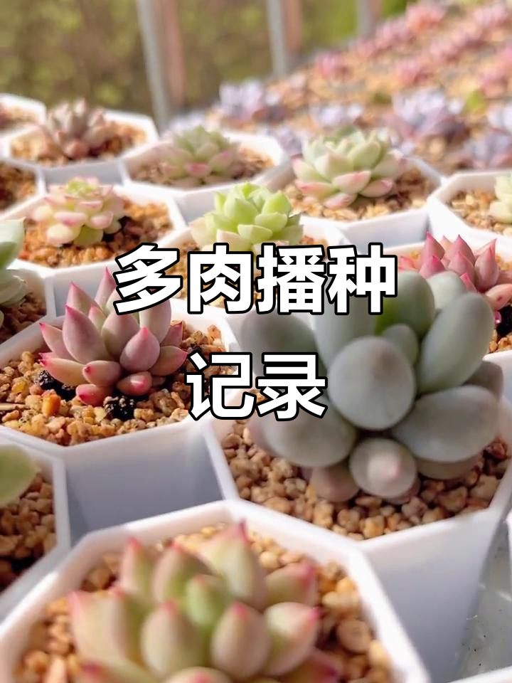 多肉播种全纪录,从种子到小苗的成长过程
