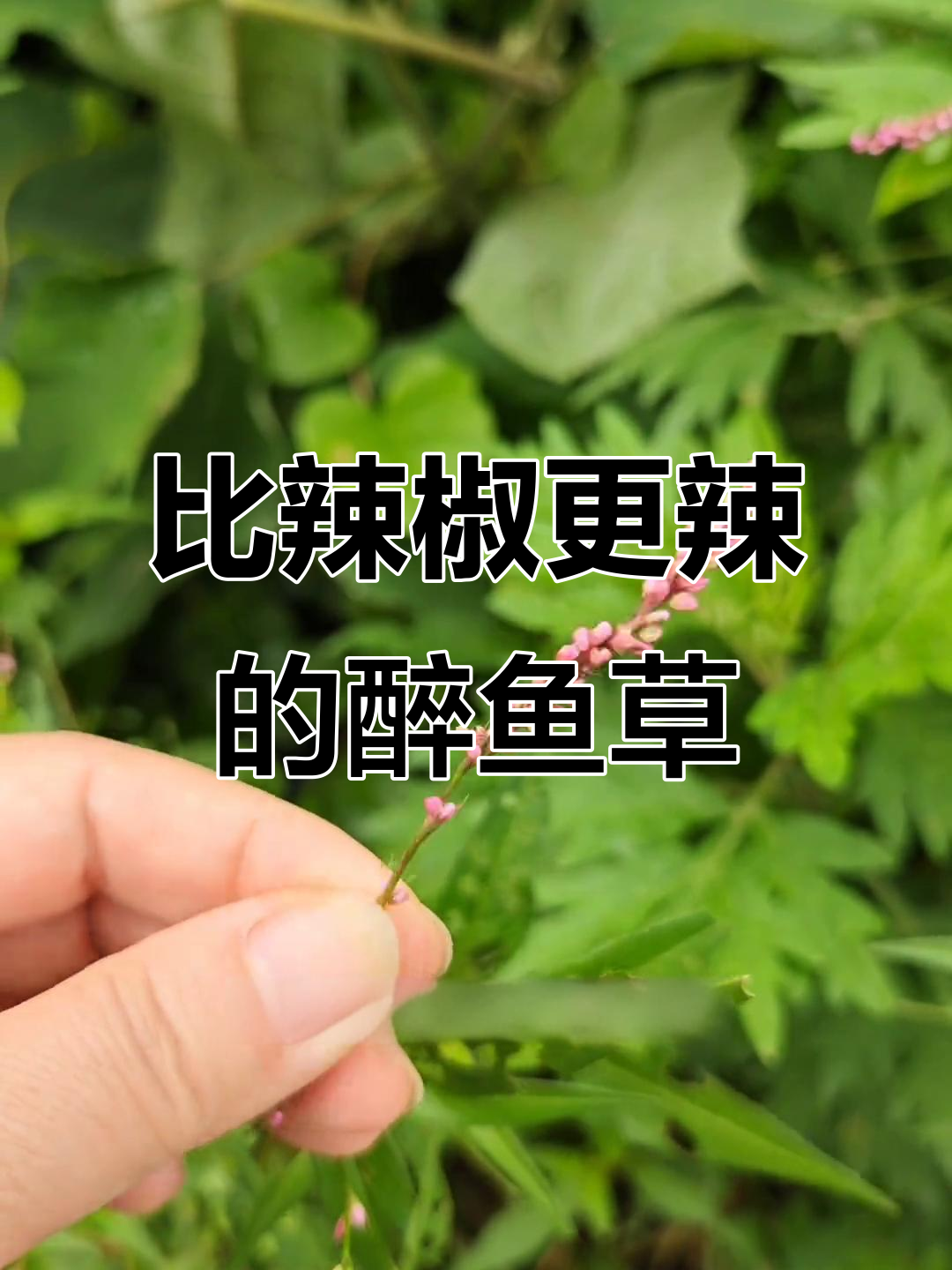 醉鱼草:比辣椒还辣的神奇植物,竟能辣晕鱼儿