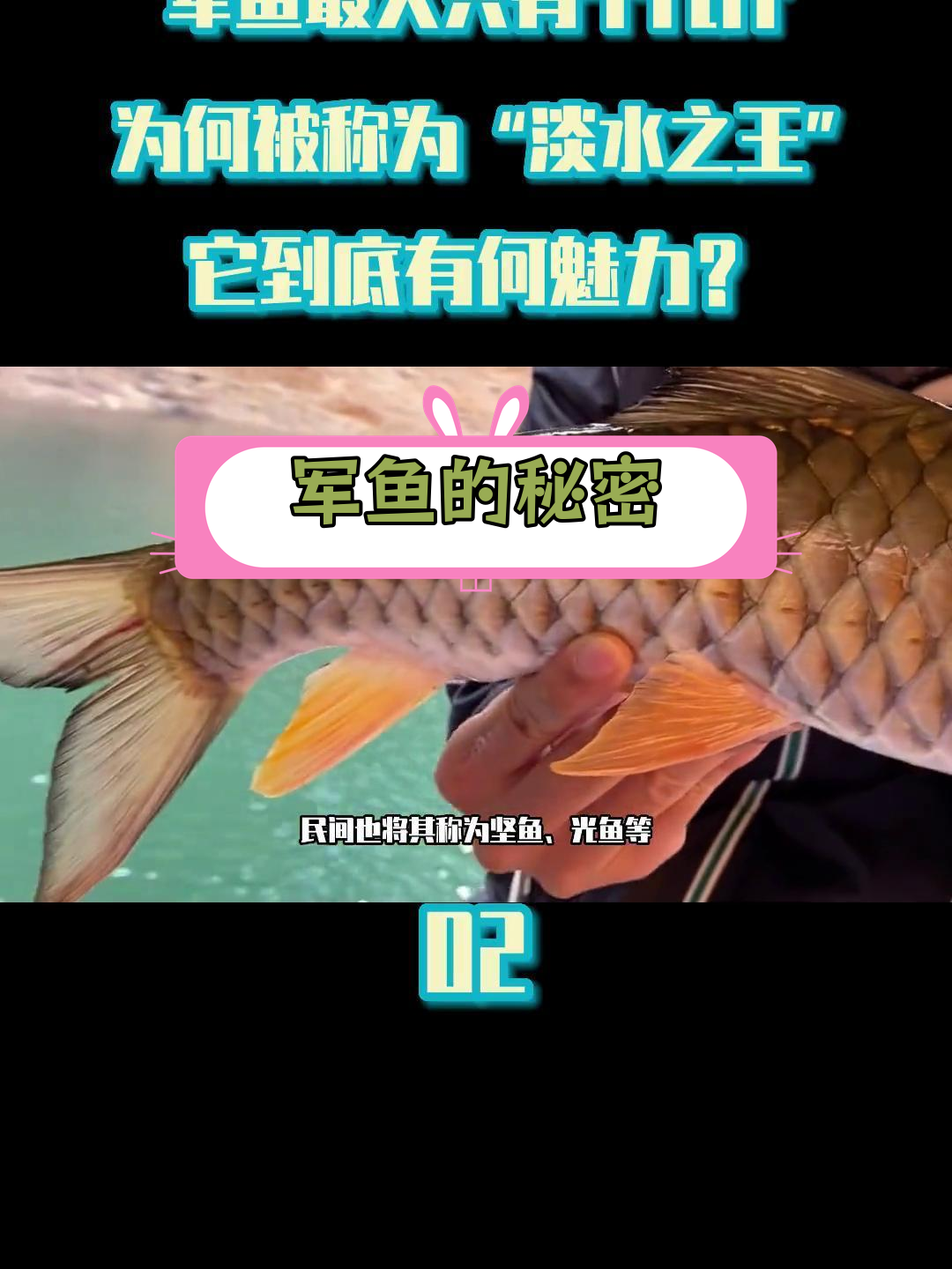 军鱼为何能称“淡水之王”?揭秘其独特魅力