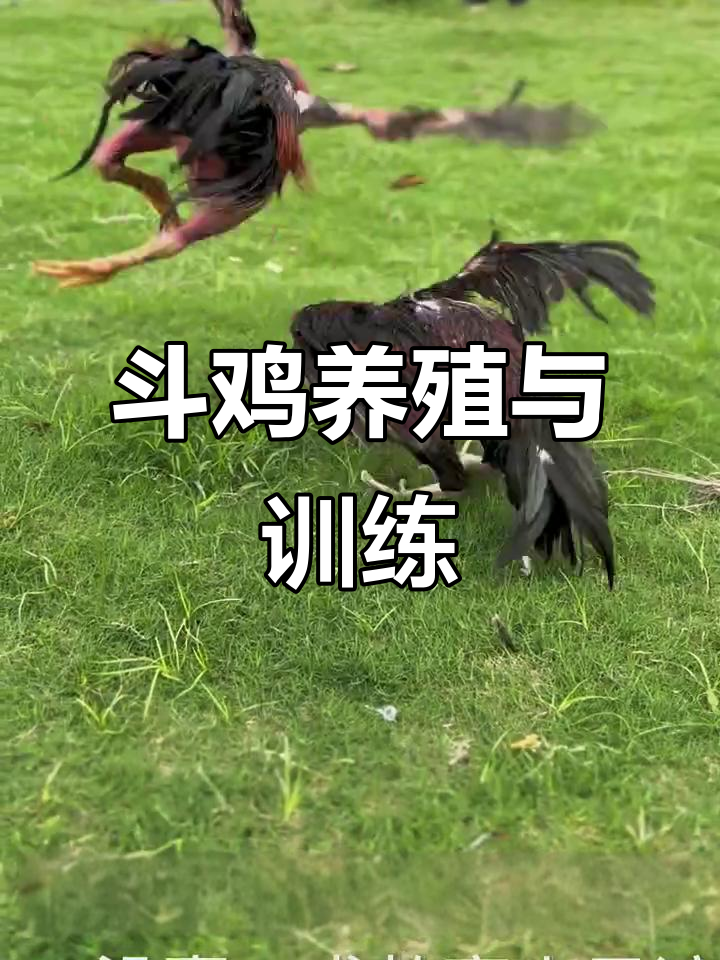 斗鸡养殖技术全攻略:从饲养到打斗技巧,轻松掌握