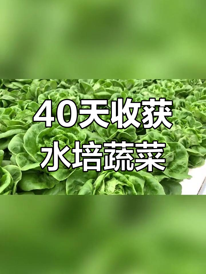 水培生菜生长周期揭秘