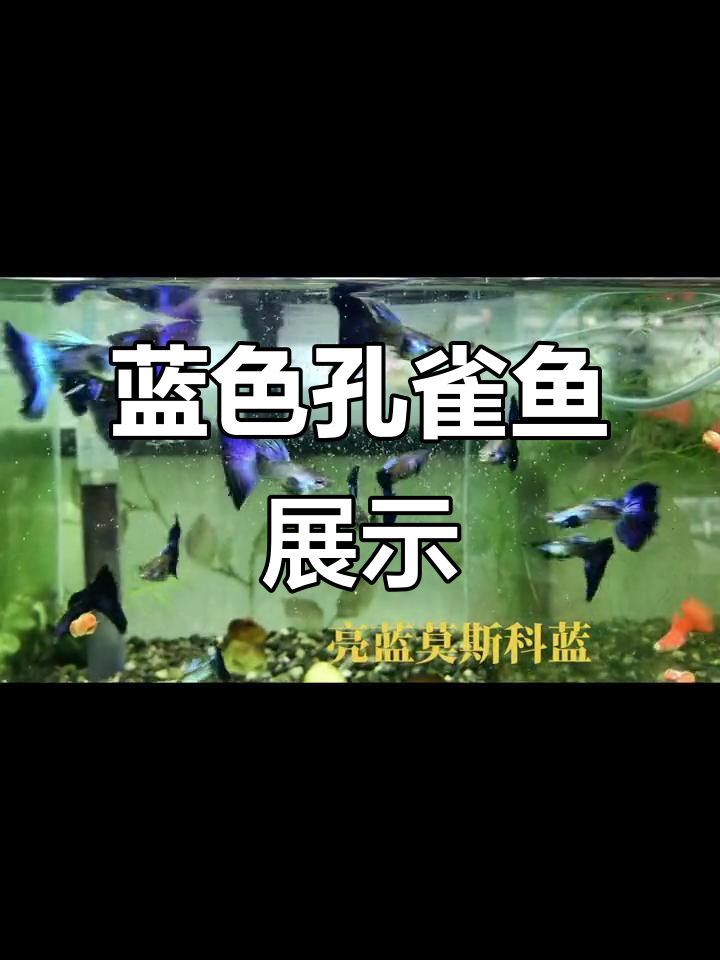 莫斯科蓝孔雀鱼：凤尾之美，惊艳全场