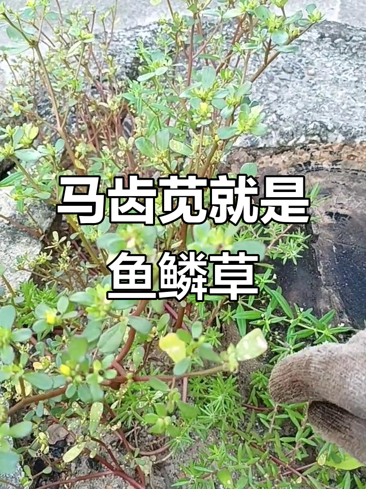 鱼鳞草竟是马齿苋,生活中这些小知识你知道吗?