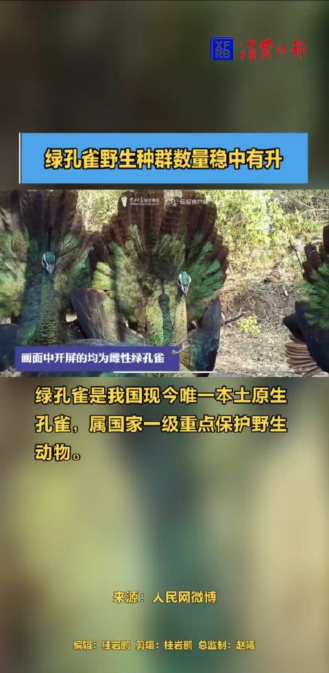 绿孔雀野生种群数量稳中有升 绿孔雀是我国现今唯一本土原生孔雀,属国家一级重点保护野生动物。