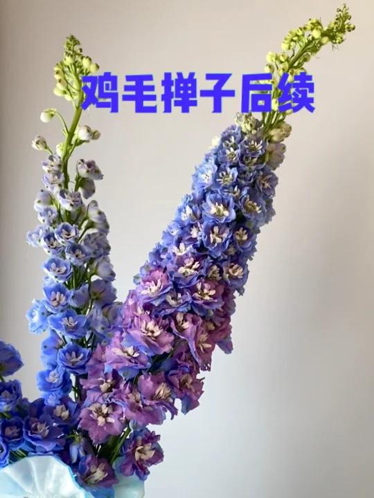 鸡毛掸子后续