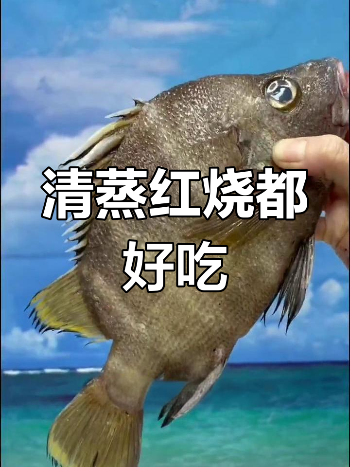 16枚横带冰雕,鲜美海鱼新体验