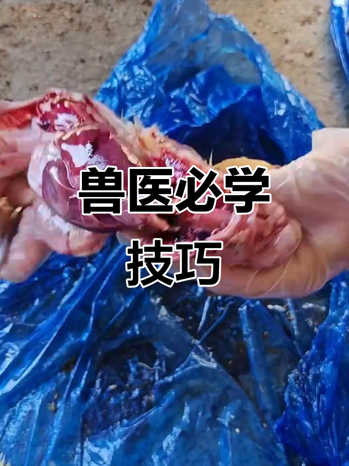 诊断鹅病,解剖与拍照是必备技能