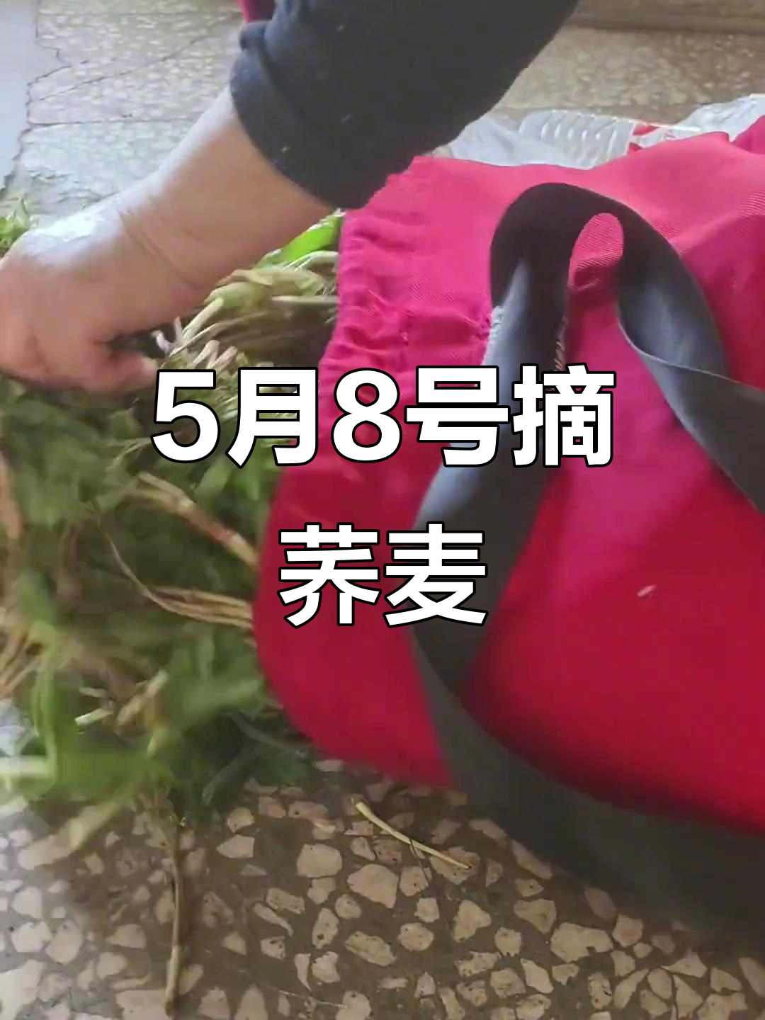 5月收获满满,荞麦秧子嫩绿可爱