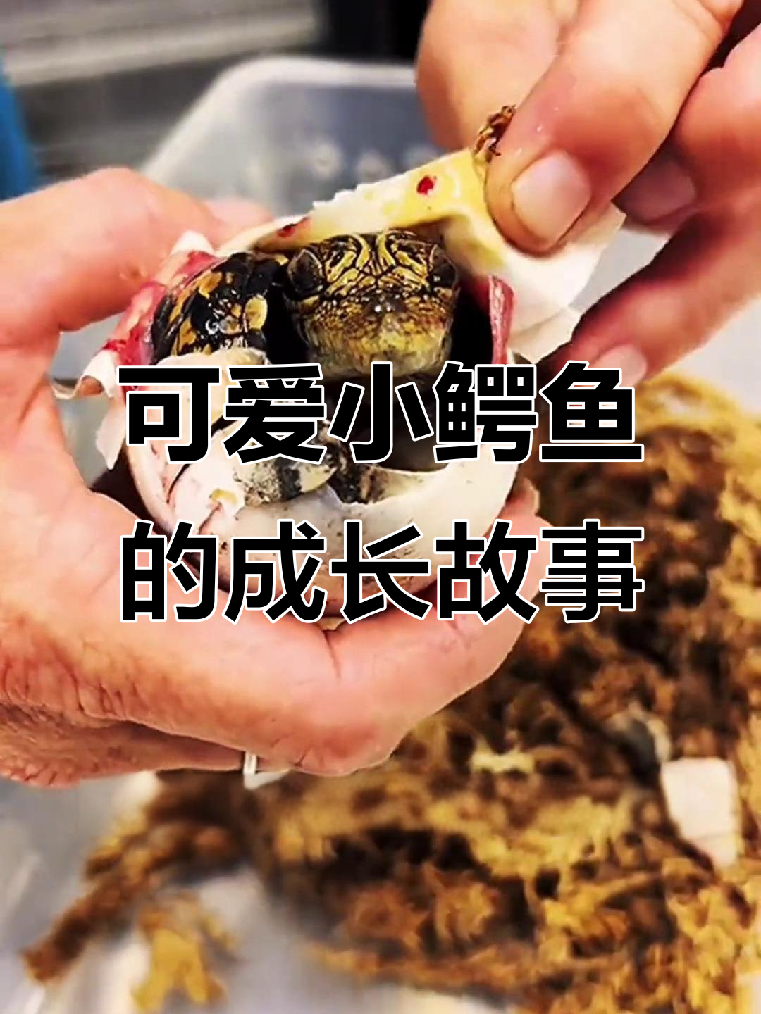 小鳄鱼出生萌态十足,饲养员细心照料成长全过程