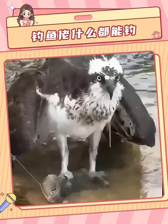 好不容易不空军，结果钓鱼了个空军
