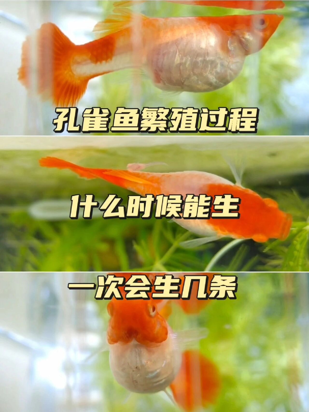 孔雀鱼繁殖记录/待产/生产过程/生小鱼宝宝