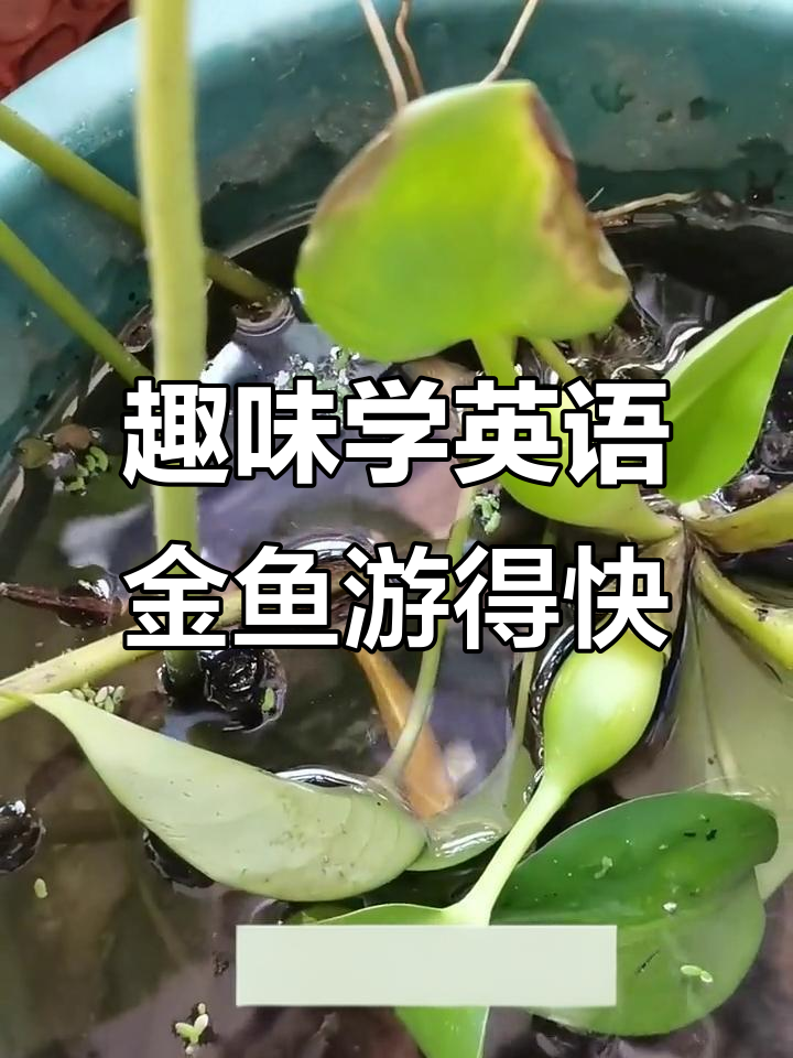 金鱼躲藏与快速游泳,英语趣味学