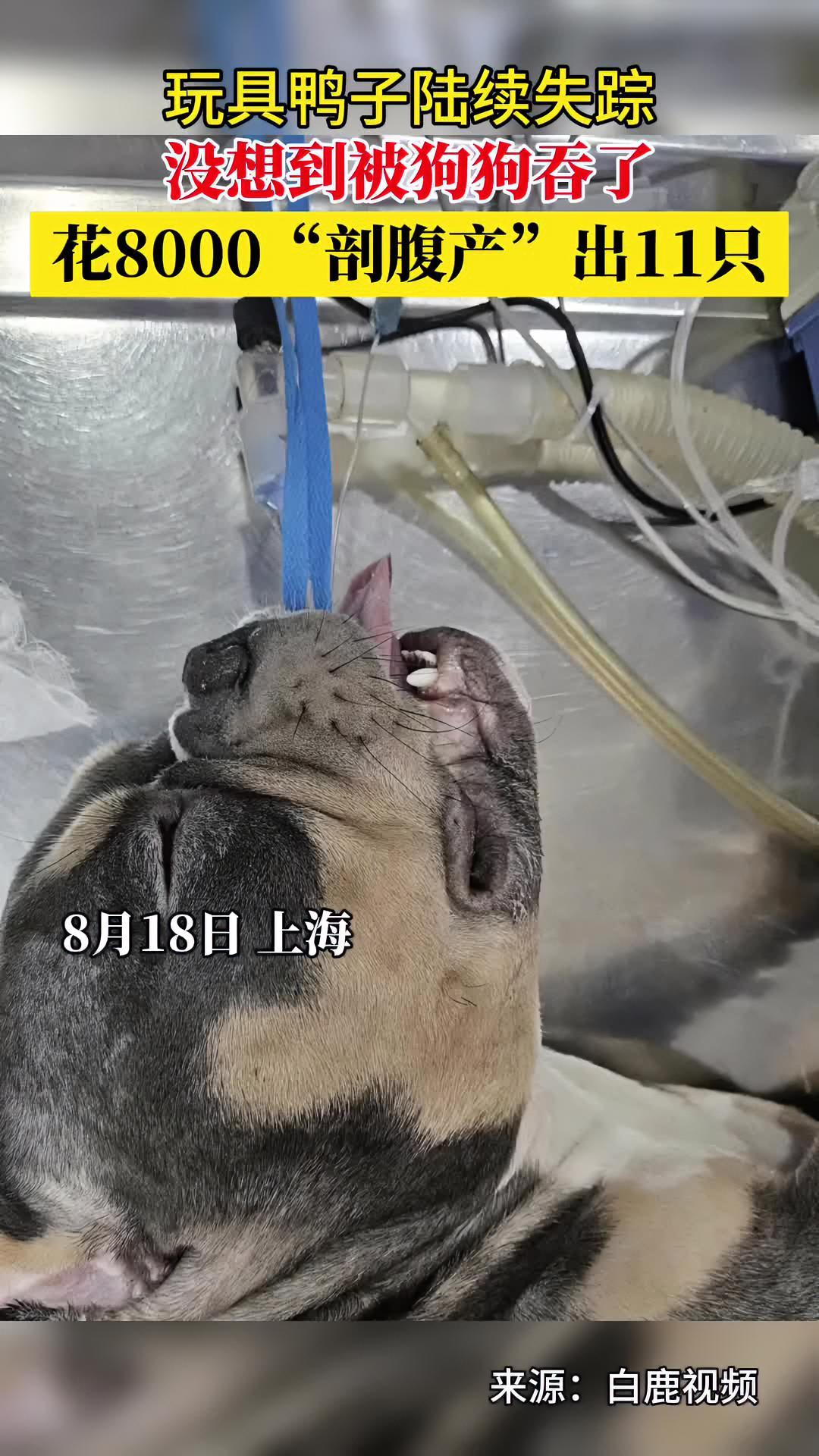 狗狗花八千剖腹产11只小黄鸭