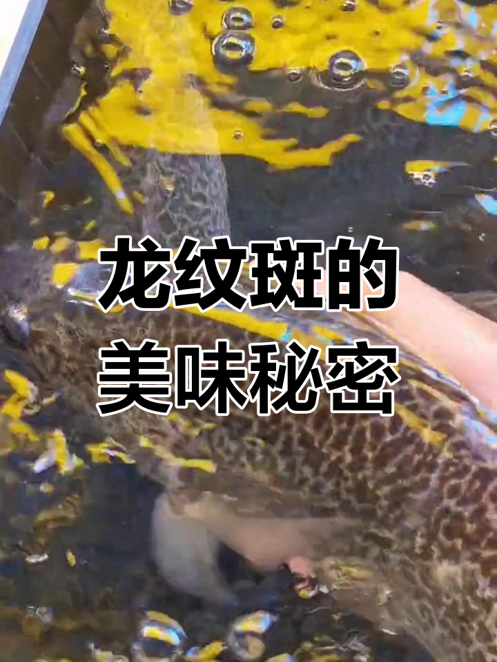 澳洲龙纹斑,南北称呼不同,但美味无可争议