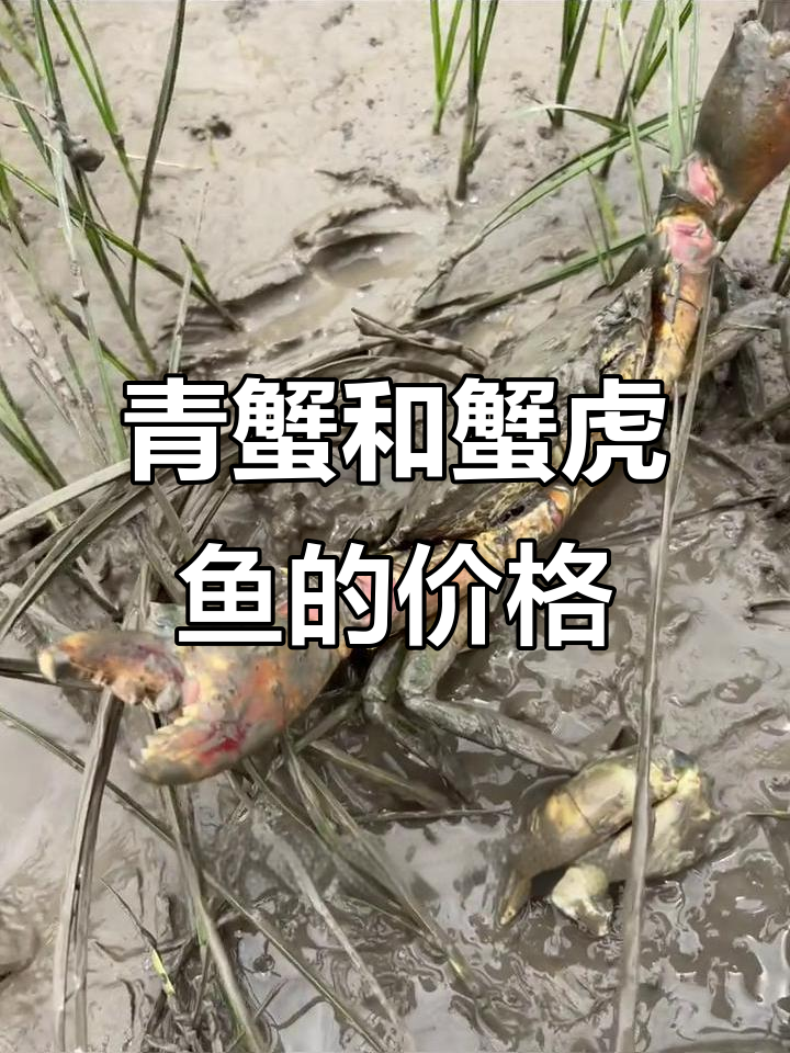 青蟹与蟹虎鱼价格大揭秘,180元一斤的青蟹你敢买吗?