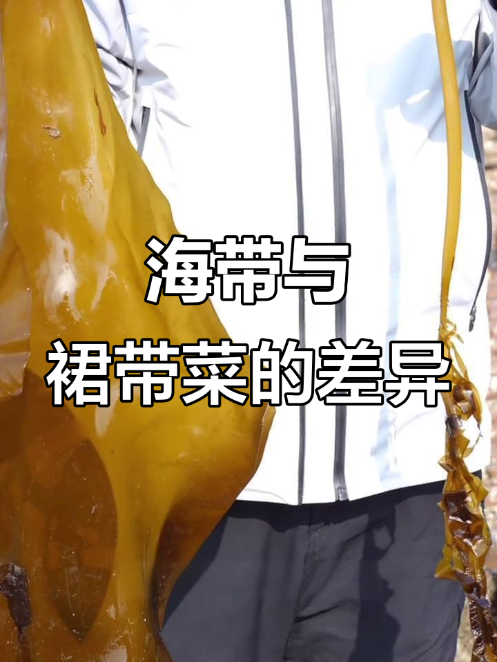 裙带菜和海带到底有啥不同？了解它们的区别