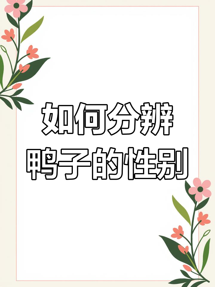 鸭子种类大揭秘:如何区分雌雄