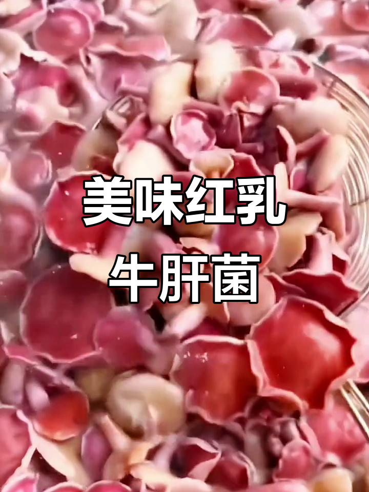 红乳牛肝菌,口感鲜美,每一口都让人停不下来!