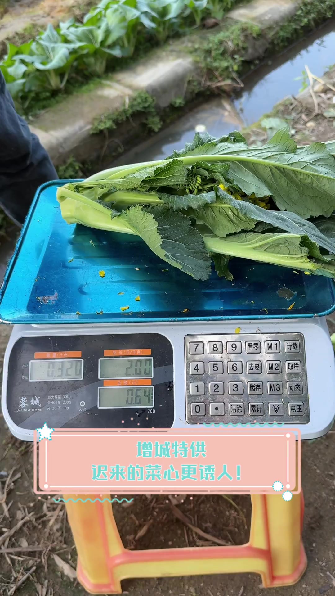 增城特供,迟来的菜心更诱人!