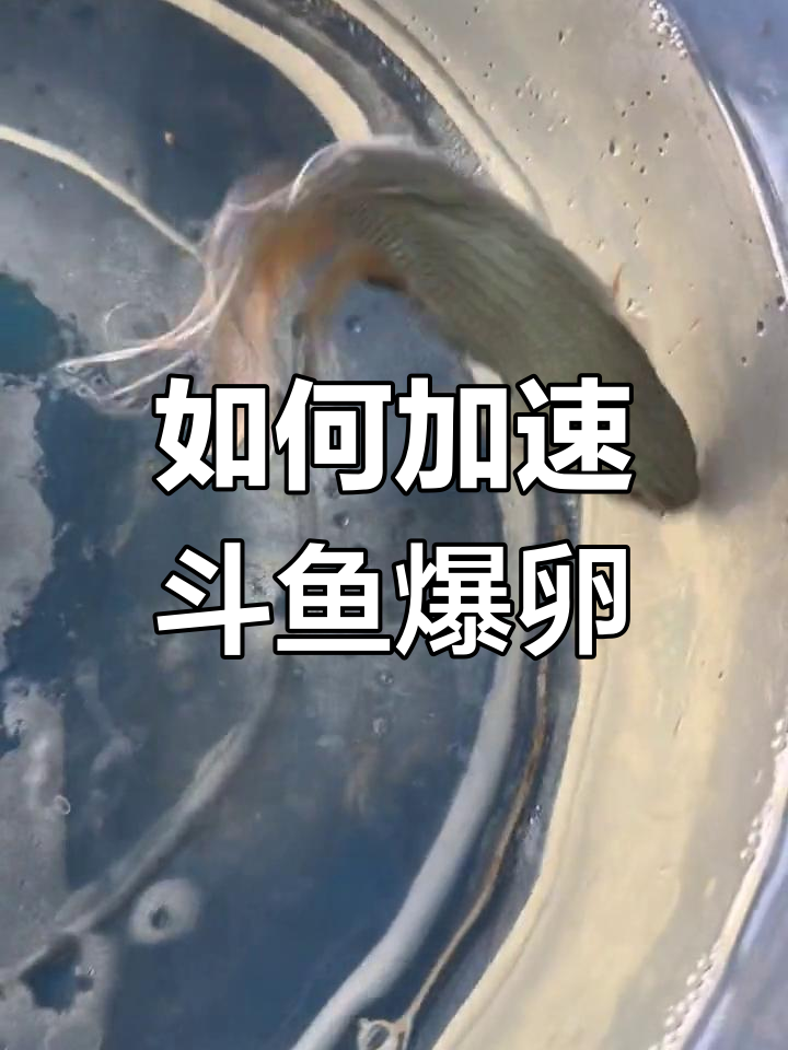 斗鱼繁殖速度提升技巧