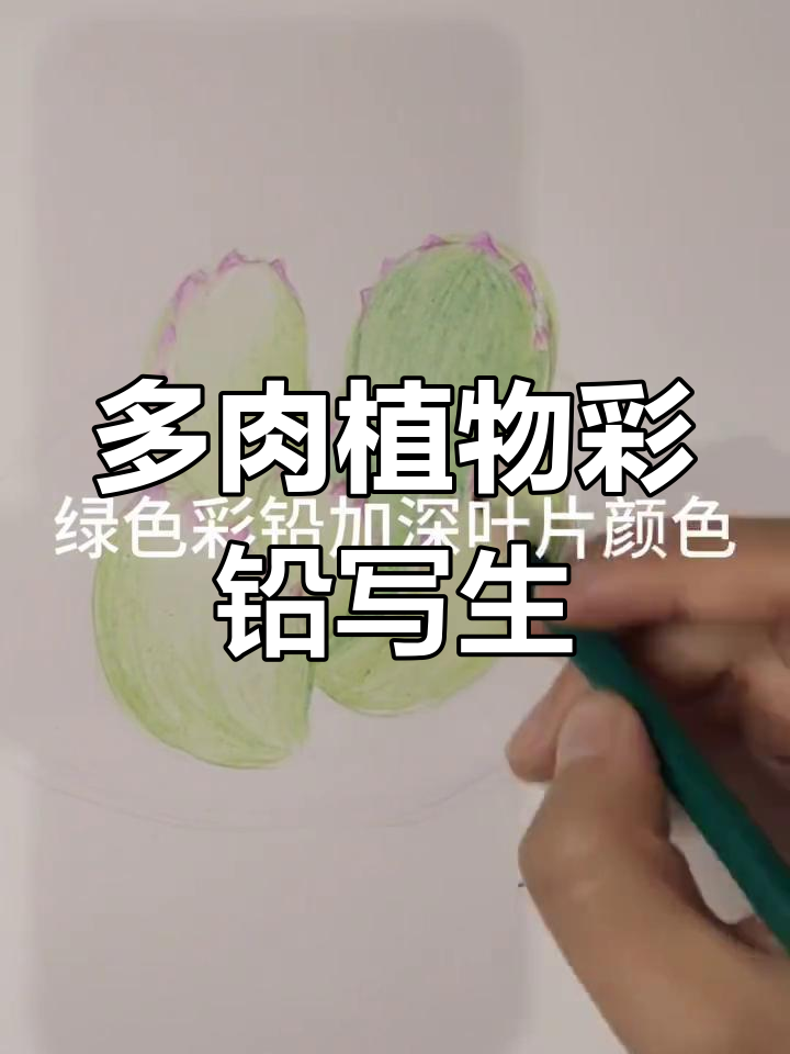 彩铅画多肉植物熊童子,细节满满的手绘乐趣