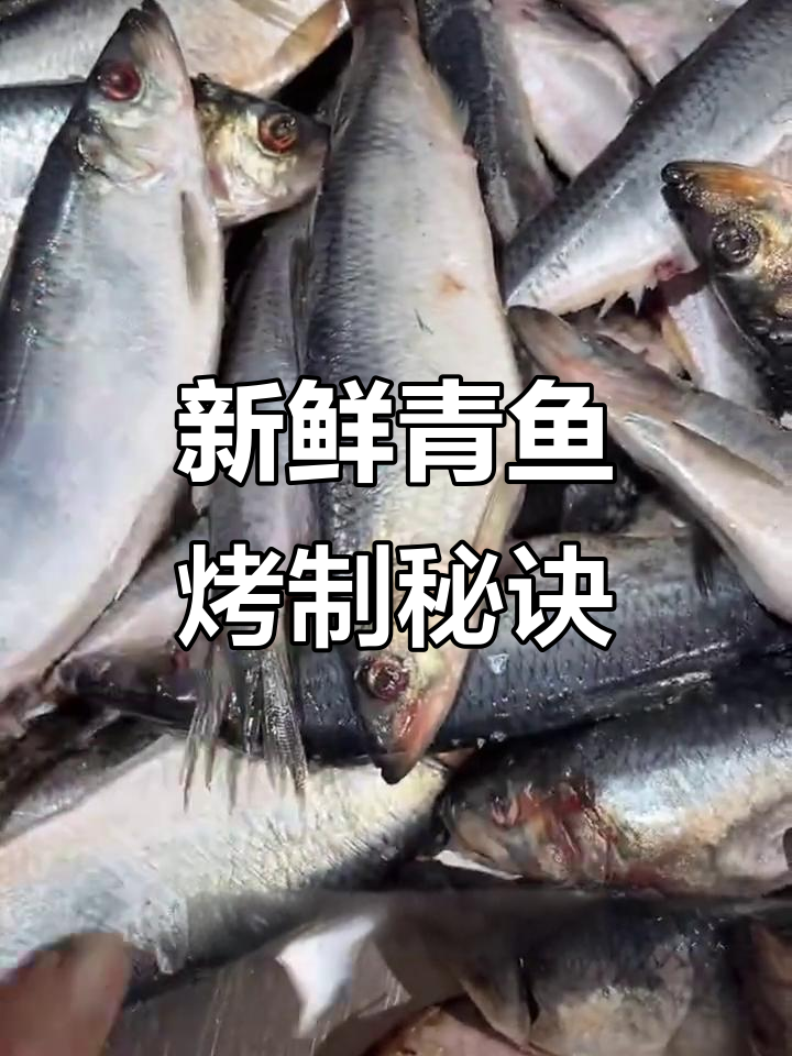 辽宁山东野生青鱼,深海冷水美味烧烤食材
