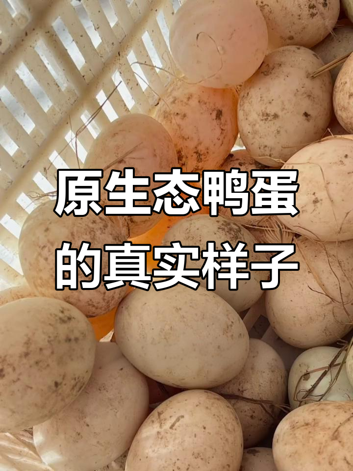 鸭蛋表面脏才是自然放养的标志，如何正确处理？