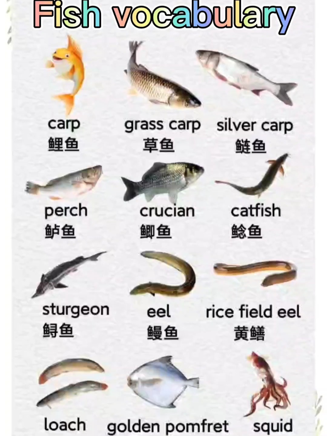 一分钟教你读会常见鱼的英文单词,带音标