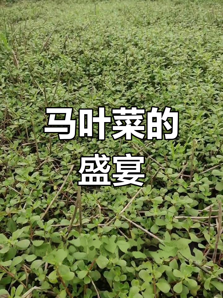 沂河野生马叶菜,20天供应期,赶紧来尝!
