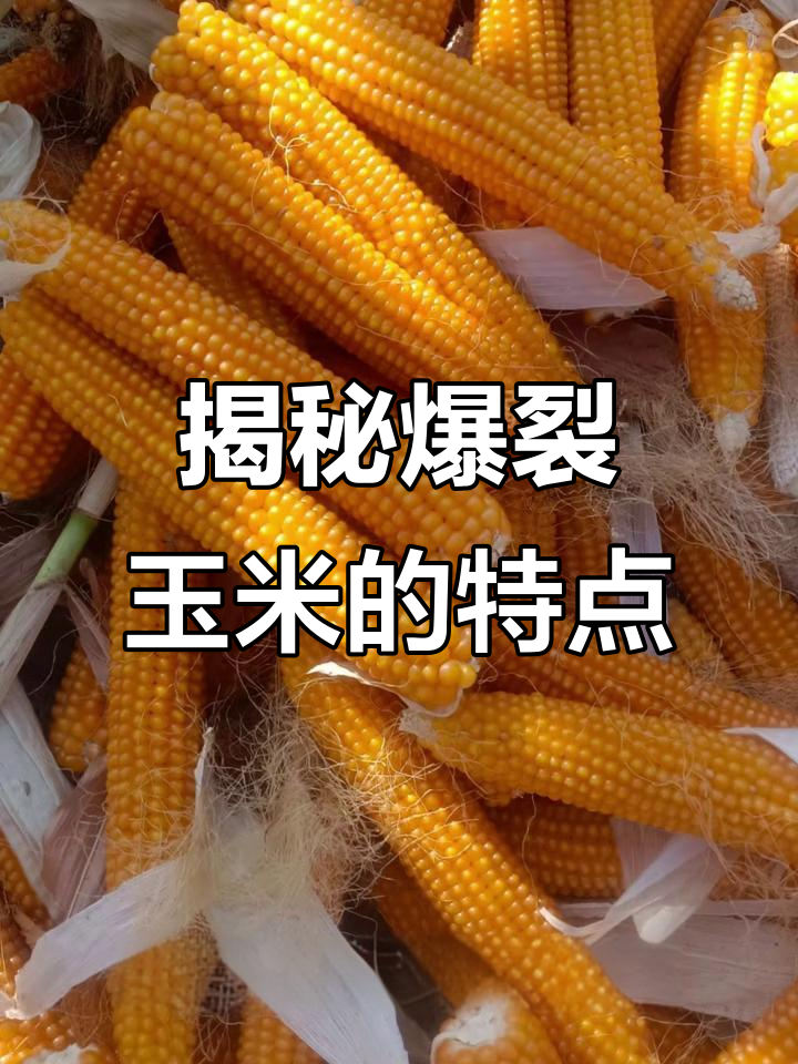 爆裂玉米的秘密:如何选择适合做爆米花的品种