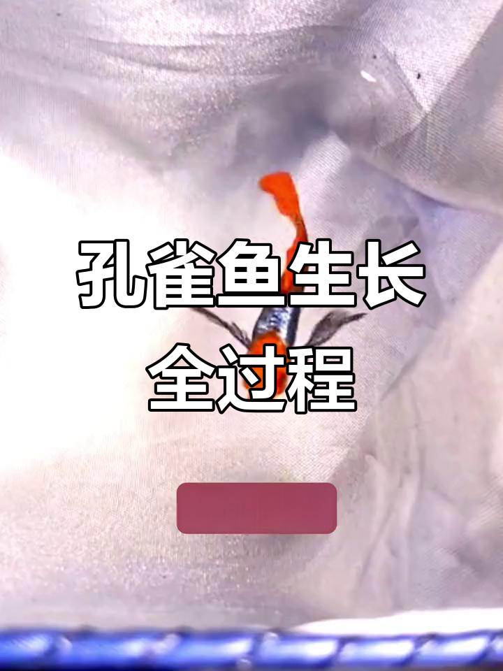红头白金红尾象耳孔雀鱼成长记,从出生到成年的变化