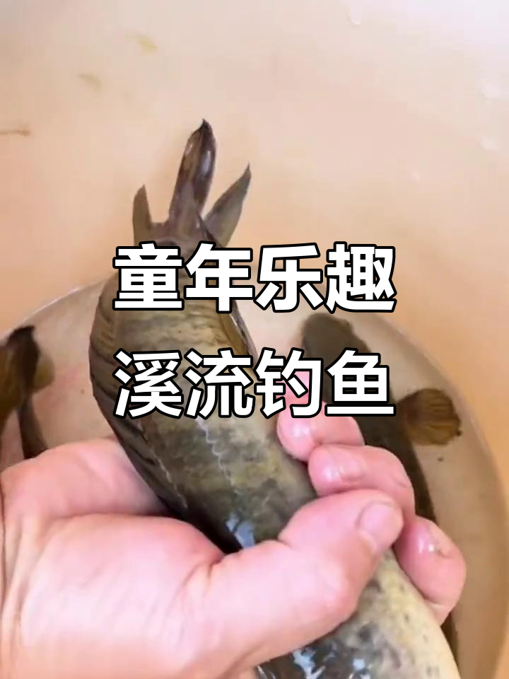 溪流钓姑呆鱼,简单又有趣!