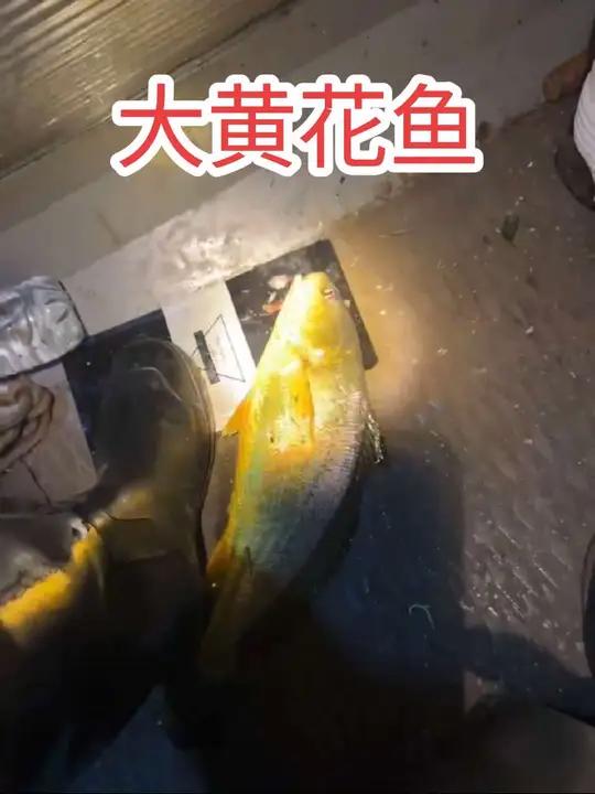 钓条这么大的黄花鱼。钓鱼就得钓大金条。黄花鱼和黄姑鱼有什么不同