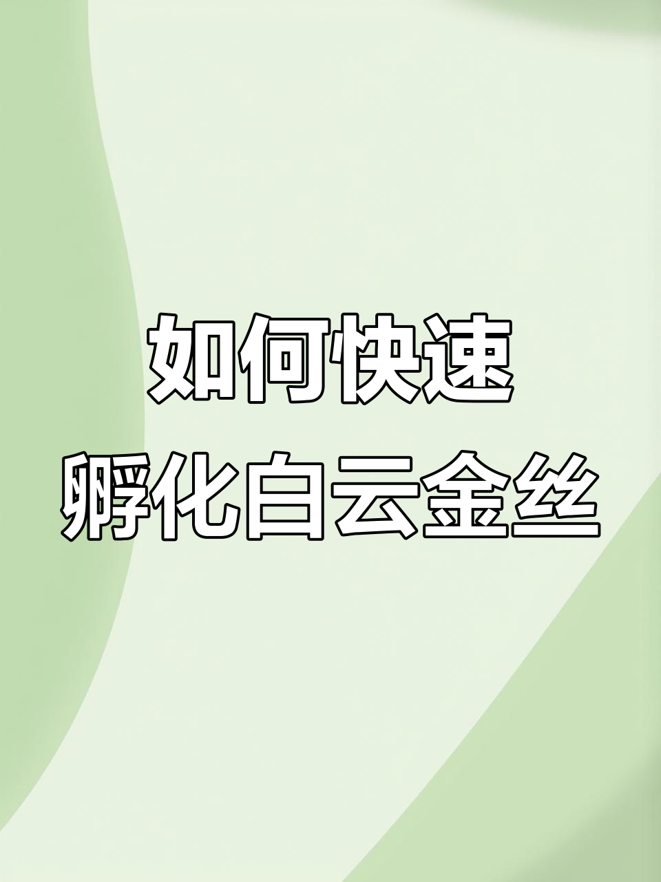 白云金丝鱼卵孵化技巧:升温让小鱼更快出生