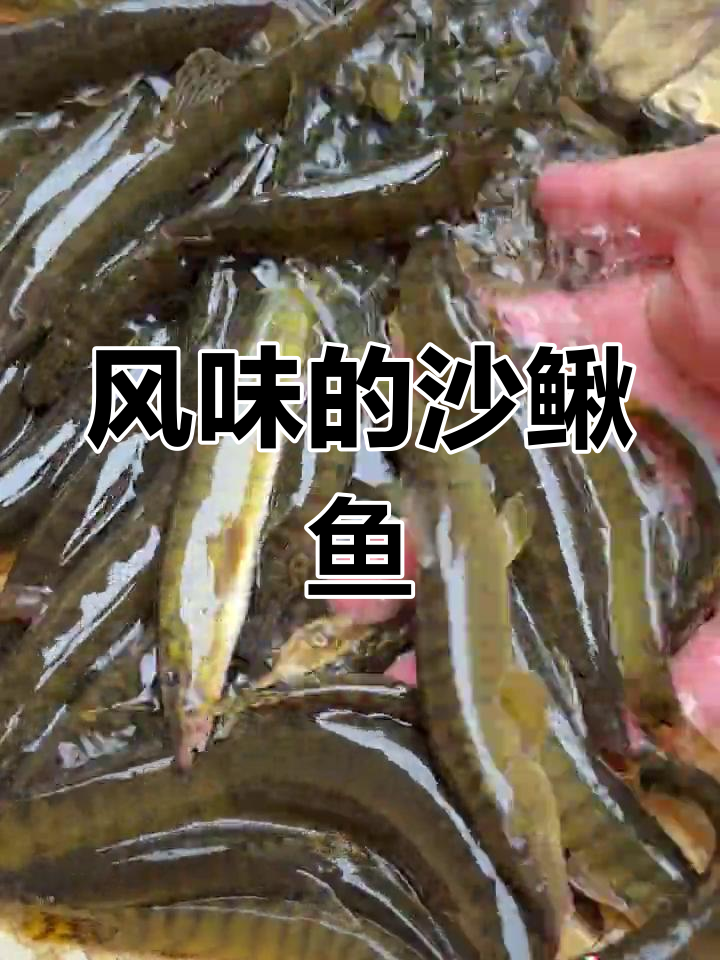 家乡风味沙鳅鱼