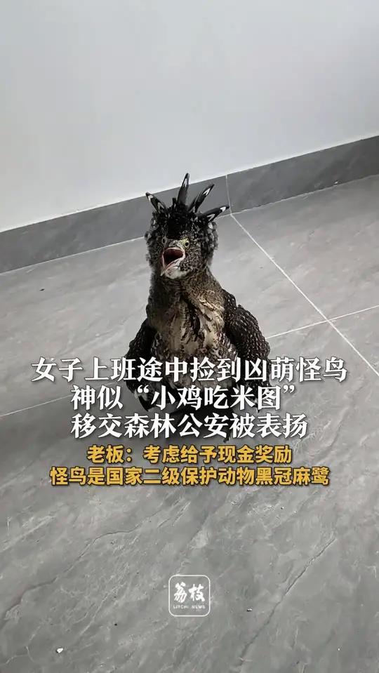 女子上班途中捡到凶萌怪鸟,神似“小鸡吃米图”,移交森林公安被表扬。老板:考虑给予现金奖励,