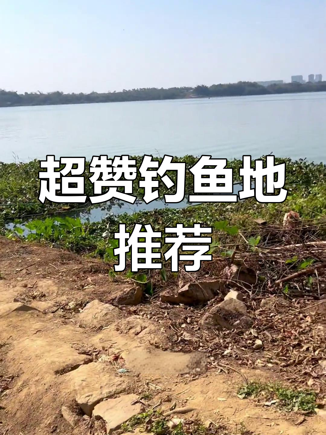 发现绝佳钓点,鲤鱼草洞一网打尽