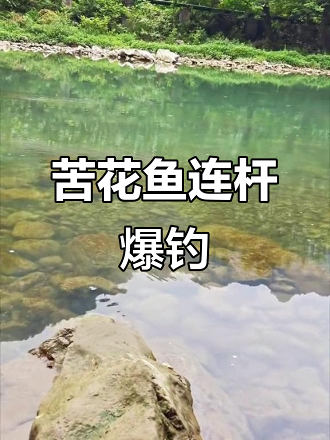 高家堰苦花鱼连竿,暴躁钓情让人惊喜连连