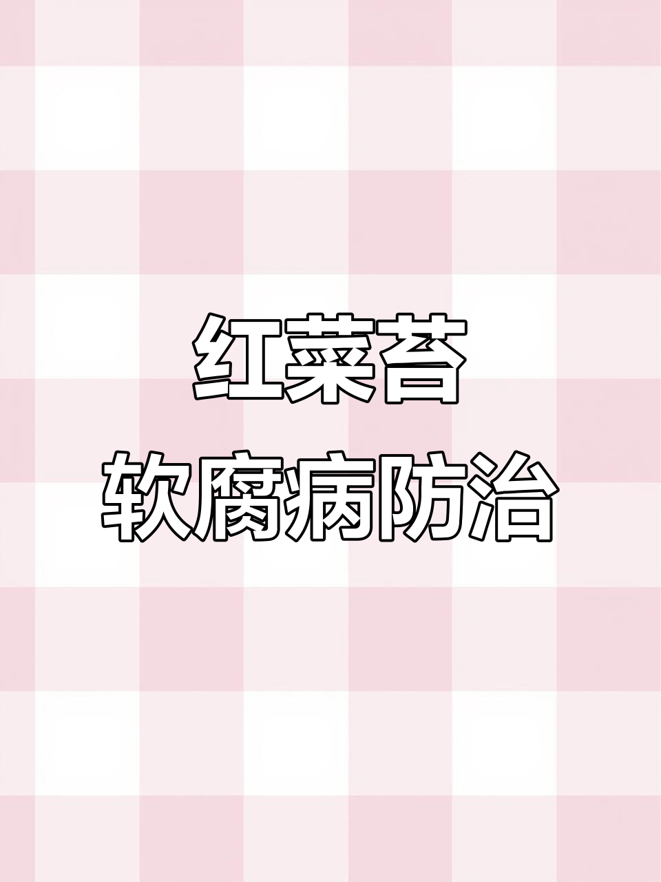 武汉红菜苔软腐病防治技巧,提前打药效果更佳