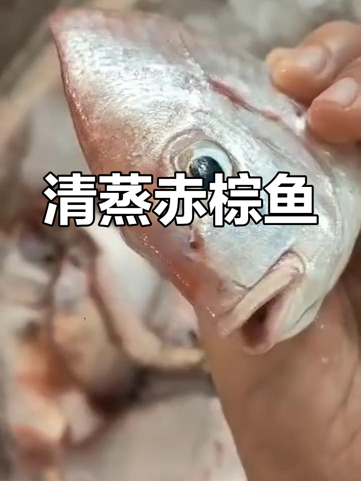 赤棕鱼肉质鲜美,清蒸最美味,简单又家常