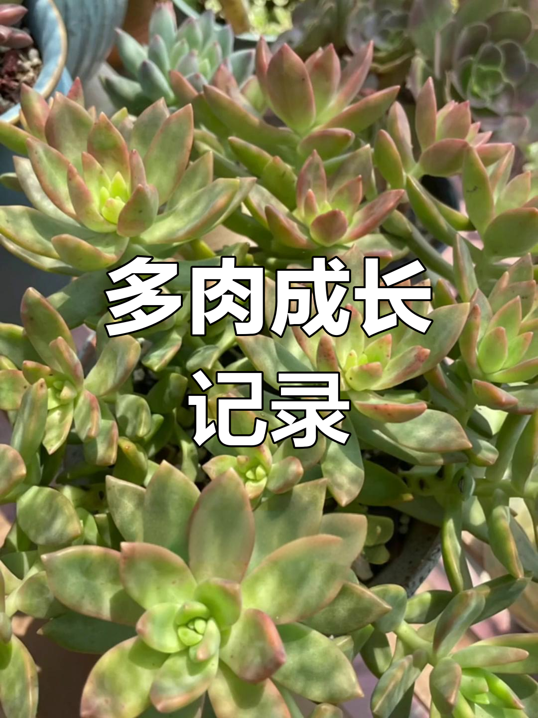 铭月多肉盆栽生长变化
