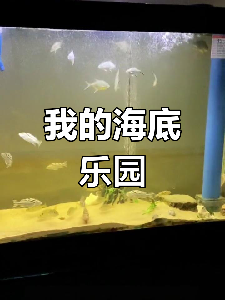 探索我的海洋世界,各种奇妙鱼类大集合