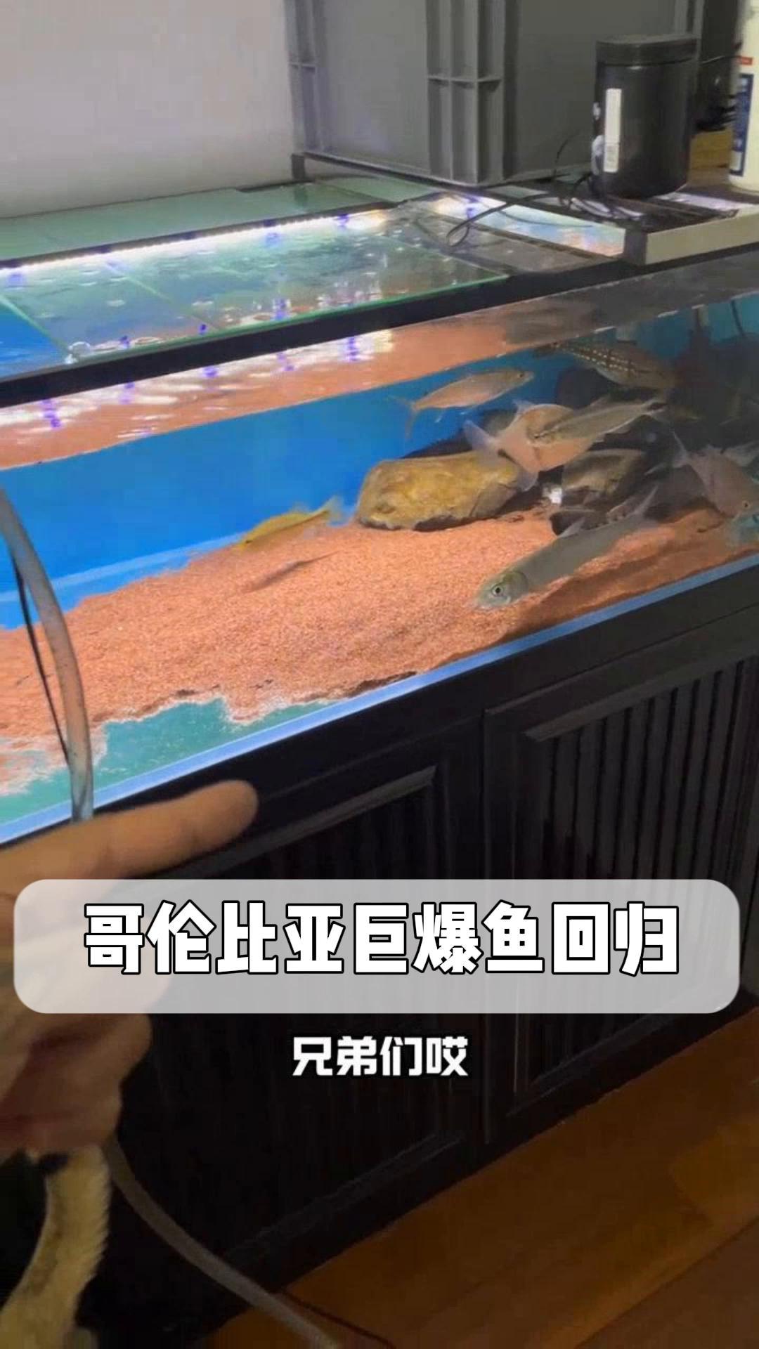 哥伦比亚巨爆鱼回归