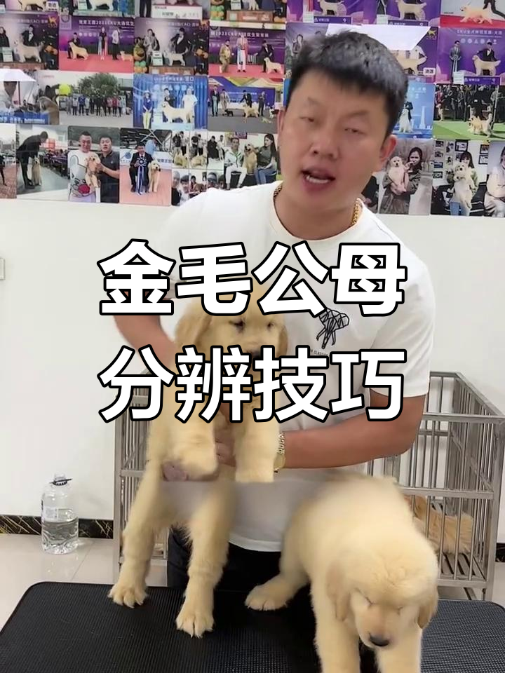 公母金毛怎么分?教你一招轻松辨别