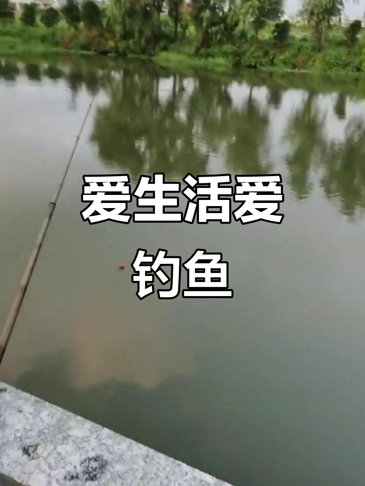 走进鲤鱼幼儿园,体验钓鱼的乐趣!