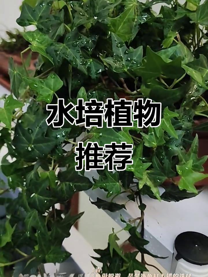 龟缸造景植物推荐,水培轻松养!
