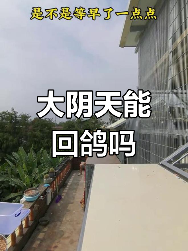 高产黑羽绿壳蛋鸡品种介绍